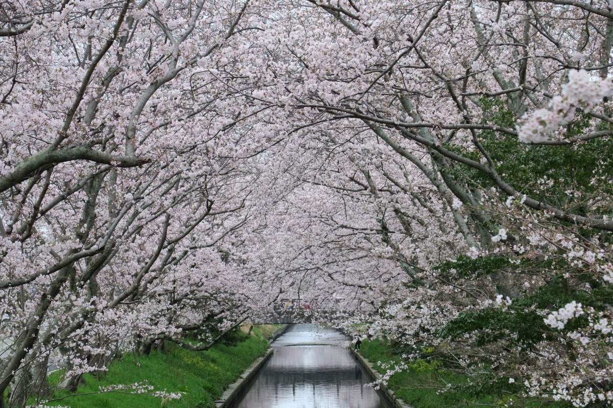 木屋川の桜 木屋川の桜