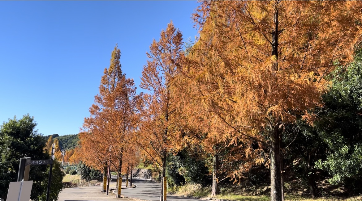 メタセコイア メタセコイア
